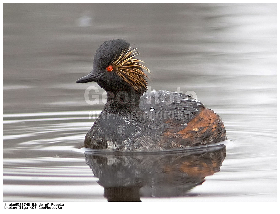 �����������, ���������� �������, ����������� ����� ������, ������, ��������, ��������, �����, �����, ��������, �����������, ������� �����, ������� �����, XYZ, ����������, Podicipedidae, ����������� �������, Podiceps nigricollis