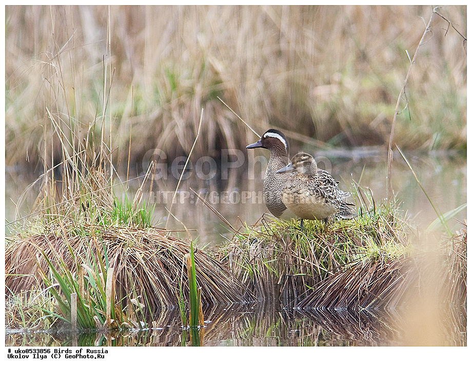 �����������, ���������� �������, ����������� ����� ������, ������, ��������, ��������, �����, �����, ��������, �����������, �����������������, ������������� �����, ������������� �����, XYZ, ������, Anatidae, �����-���������, Anas querquedula