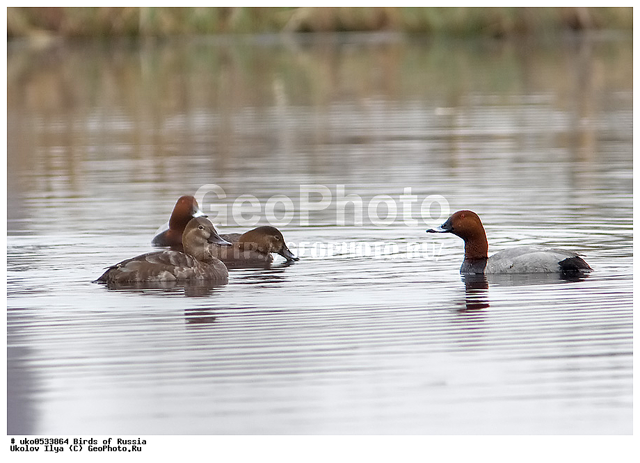 �����������, ���������� �������, ����������� ����� ������, ������, ��������, ��������, �����, �����, ��������, �����������, �����������������, ������������� �����, ������������� �����, XYZ, ������, Anatidae, ������������� �����, ������� �������, ������������� �����, ���������, Aythya ferina