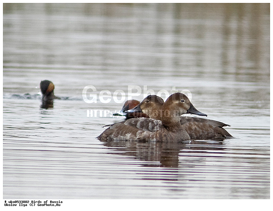 �����������, ���������� �������, ����������� ����� ������, ������, ��������, ��������, �����, �����, ��������, �����������, �����������������, ������������� �����, ������������� �����, XYZ, ������, Anatidae, ������������� �����, ������� �������, ������������� �����, ���������, Aythya ferina