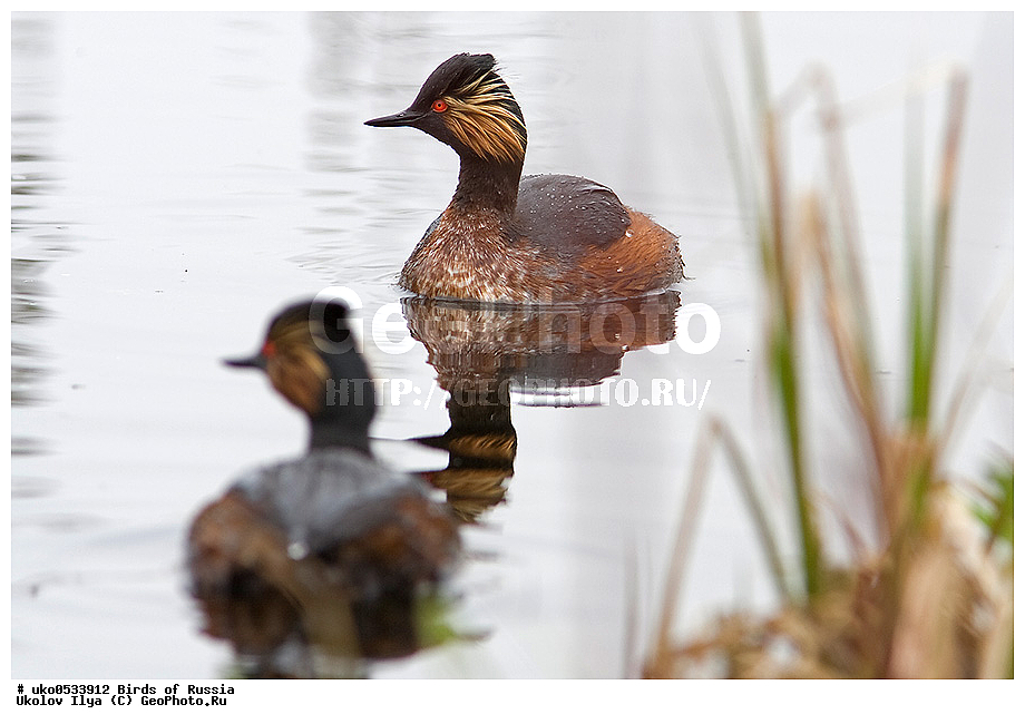 �����������, ���������� �������, ����������� ����� ������, ������, ��������, ��������, �����, �����, ��������, �����������, ������� �����, ������� �����, XYZ, ����������, Podicipedidae, ����������� �������, Podiceps nigricollis