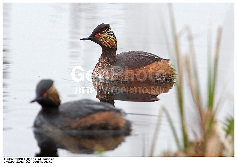 �����������, ���������� �������, ����������� ����� ������, ������, ��������, ��������, �����, �����, ��������, �����������, ������� �����, ������� �����, XYZ, ����������, Podicipedidae, ����������� �������, Podiceps nigricollis