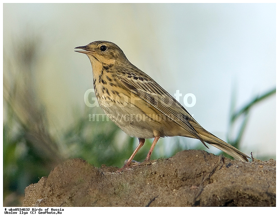 �����������, ���������� �������, ����������� ����� ������, ������, ��������, ��������, �����, �����, ��������, �����������, XYZ, �������������, Motacillidae, ������ �����, ������ �����, ������ �������, Anthus trivialis