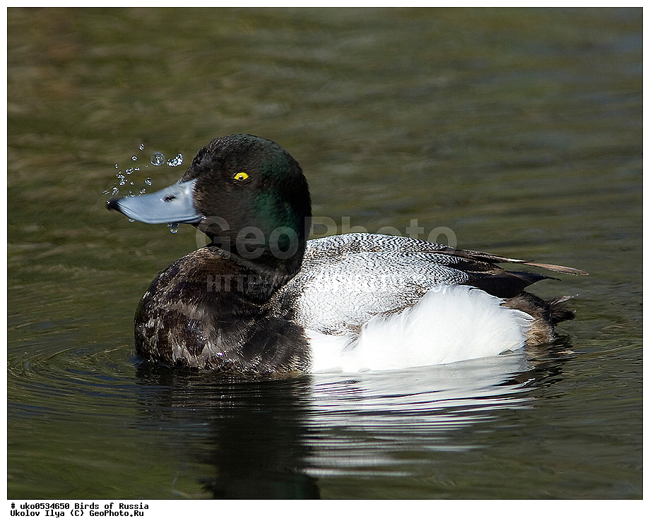 �����������, ���������� �������, ����������� ����� ������, ������, ��������, ��������, �����, �����, ��������, �����������, �����������������, ������������� �����, ������������� �����, XYZ, ������, Anatidae, ������� �������, Aythya marila