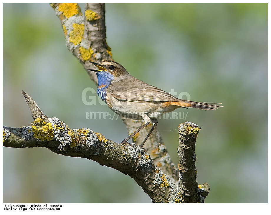 �����������, ���������� �������, ����������� ����� ������, ������, ��������, ��������, �����, �����, ��������, �����������, XYZ, ������������, Muscicapidae, ���������, Luscinia svecica