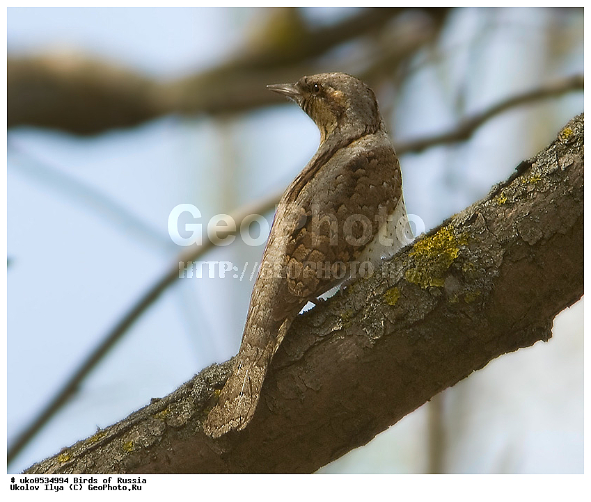 �����������, ���������� �������, ����������� ����� ������, ������, ��������, ��������, �����, �����, ��������, �����������, XYZ, ��������, �����, ��������� ��������, Picidae, ������������ ����������, ����������, Jynx torquilla