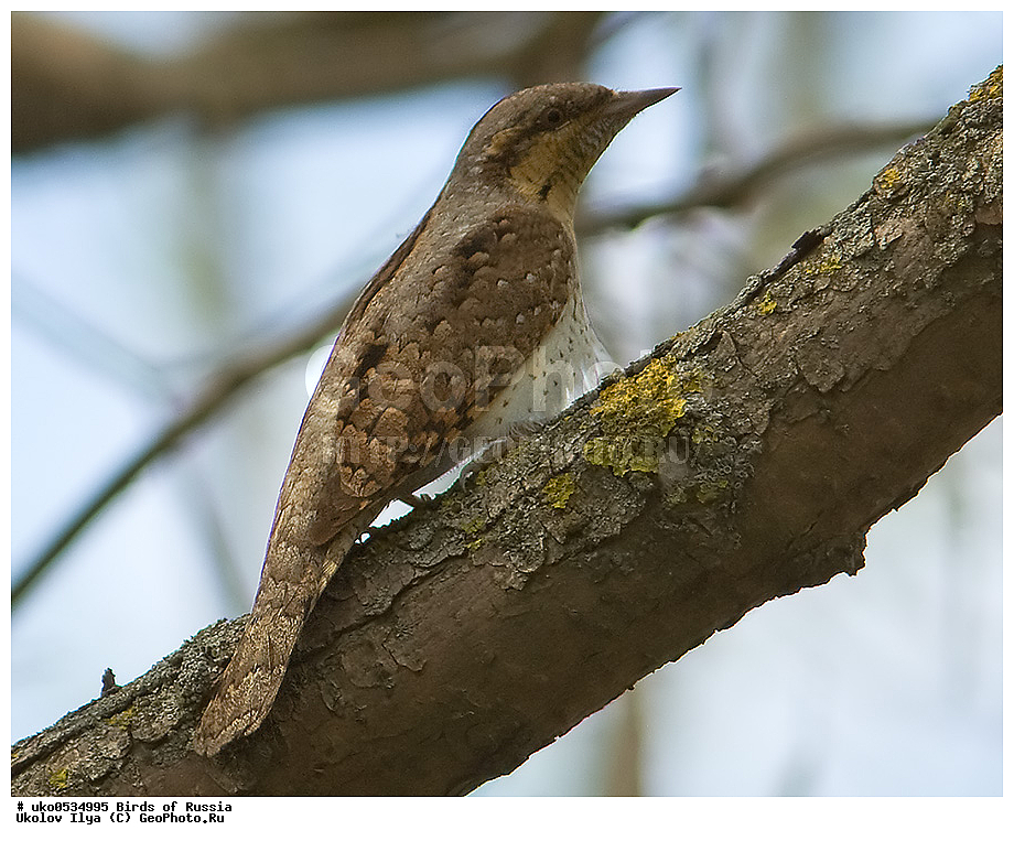 �����������, ���������� �������, ����������� ����� ������, ������, ��������, ��������, �����, �����, ��������, �����������, XYZ, ��������, �����, ��������� ��������, Picidae, ������������ ����������, ����������, Jynx torquilla