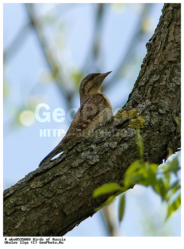 �����������, ���������� �������, ����������� ����� ������, ������, ��������, ��������, �����, �����, ��������, �����������, XYZ, ��������, �����, ��������� ��������, Picidae, ������������ ����������, ����������, Jynx torquilla