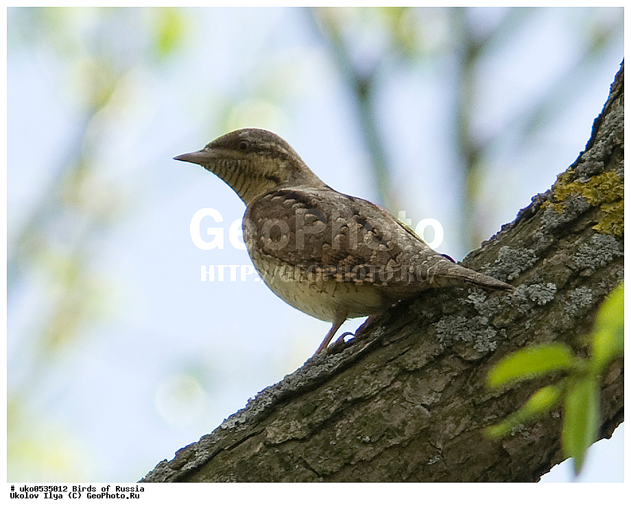 �����������, ���������� �������, ����������� ����� ������, ������, ��������, ��������, �����, �����, ��������, �����������, XYZ, ��������, �����, ��������� ��������, Picidae, ������������ ����������, ����������, Jynx torquilla