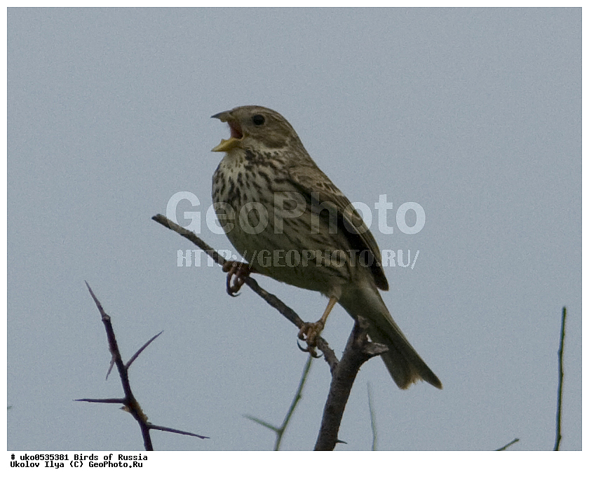 �����������, ���������� �������, ����������� ����� ������, ������, ��������, ��������, �����, �����, ��������, �����������, XYZ, ����������, Emberizidae, ��������, Miliaria calandra, Emberiza calandra