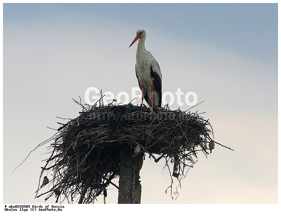 �����������, ���������� �������, ����������� ����� ������, ������, ��������, ��������, �����, �����, ��������, �����������, XYZ, ��������, Ciconiidae, ����� ����, Ciconia ciconia