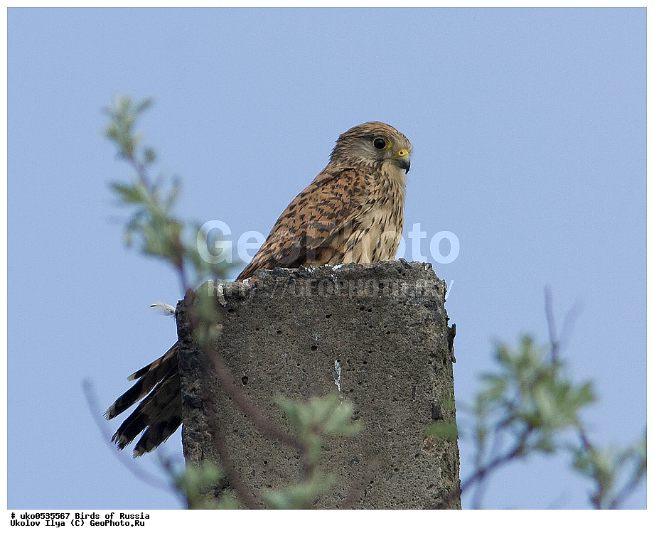 �����������, ���������� �������, ����������� ����� ������, ������, ��������, ��������, �����, �����, ��������, �����������, ������ �����, ������ �����, XYZ, ���������, Falconidae, ������������ ���������, Falco tinnunculus