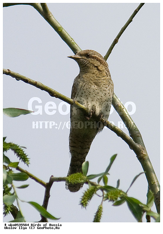 �����������, ���������� �������, ����������� ����� ������, ������, ��������, ��������, �����, �����, ��������, �����������, XYZ, ��������, �����, ��������� ��������, Picidae, ������������ ����������, ����������, Jynx torquilla