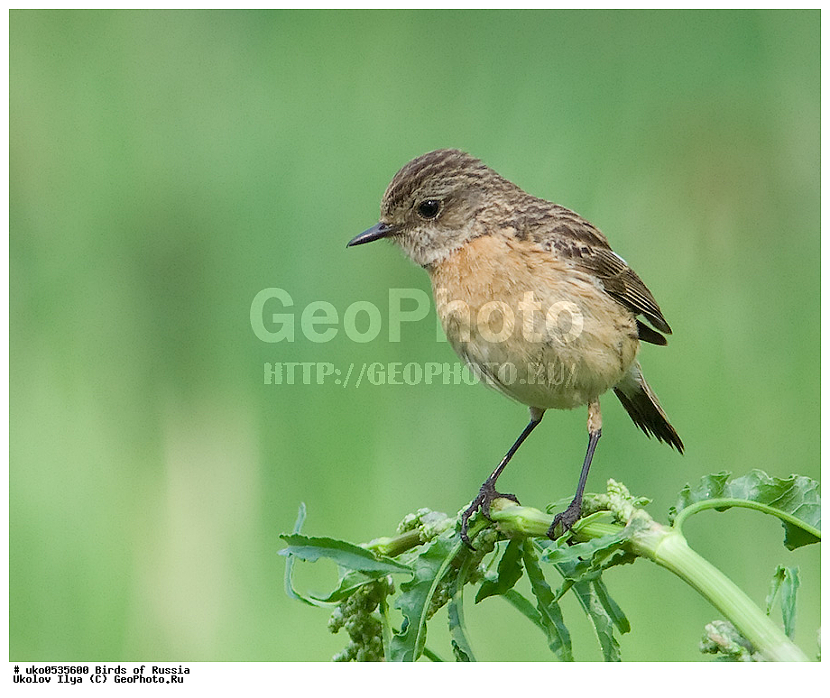 �����������, ���������� �������, ����������� ����� ������, ������, ��������, ��������, �����, �����, ��������, �����������, XYZ, ������������, Muscicapidae, ������������ �����, ����������� ������������ �����, Saxicola torquatus, Saxicola torquata