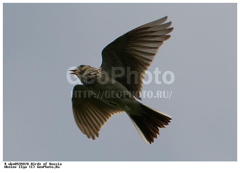 �����������, ���������� �������, ����������� ����� ������, ������, ��������, ��������, �����, �����, ��������, �����������, XYZ, ������������, Alaudidae, ������� ���������, Alauda arvensis