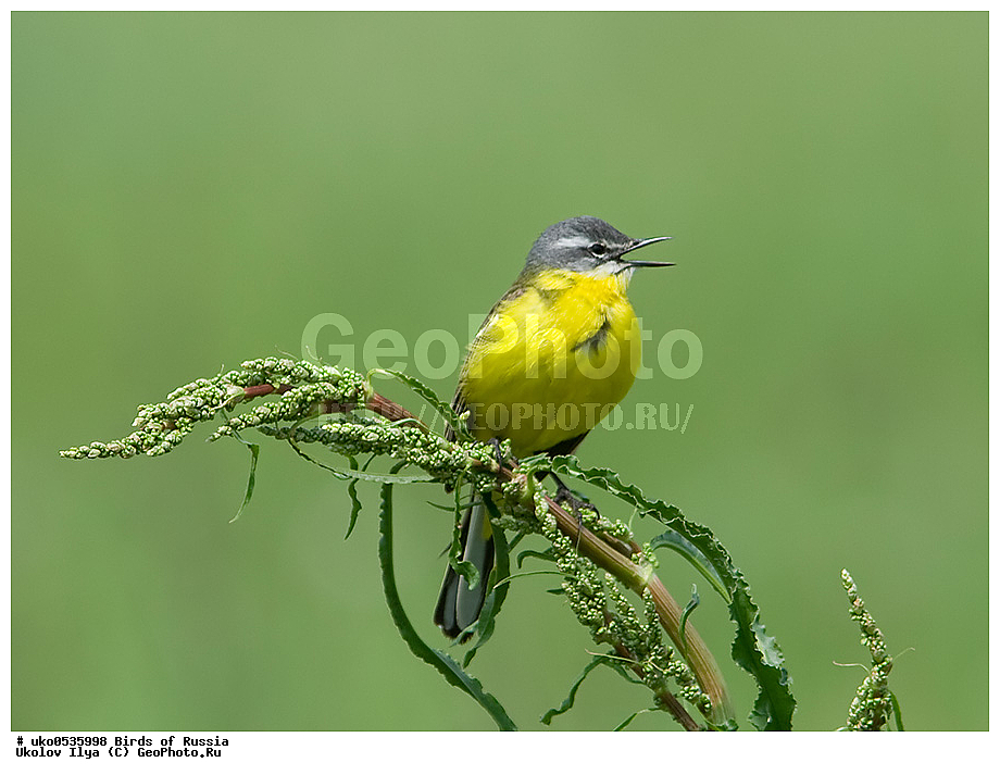 �����������, ���������� �������, ����������� ����� ������, ������, ��������, ��������, �����, �����, ��������, �����������, XYZ, �������������, Motacillidae, Ƹ���� ����������, ������ ����������, ������, Motacilla flava