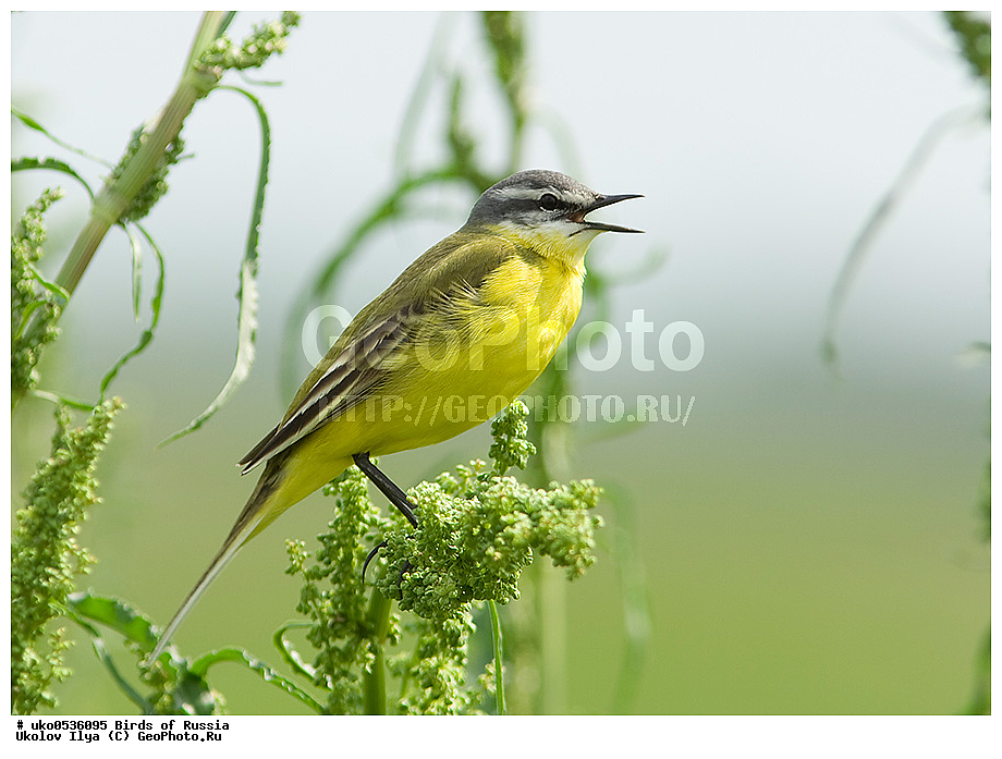 �����������, ���������� �������, ����������� ����� ������, ������, ��������, ��������, �����, �����, ��������, �����������, XYZ, �������������, Motacillidae, Ƹ���� ����������, ������ ����������, ������, Motacilla flava