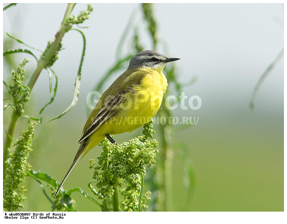 �����������, ���������� �������, ����������� ����� ������, ������, ��������, ��������, �����, �����, ��������, �����������, XYZ, �������������, Motacillidae, Ƹ���� ����������, ������ ����������, ������, Motacilla flava