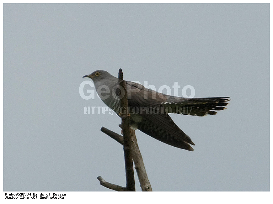 �����������, ���������� �������, ����������� ����� ������, ������, ��������, ��������, �����, �����, ��������, �����������, XYZ, ����������, Cuculidae, ������������ �������, Cuculus canorus