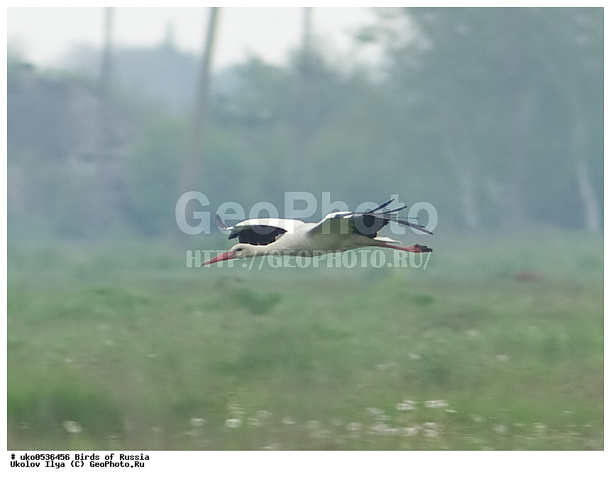 �����������, ���������� �������, ����������� ����� ������, ������, ��������, ��������, �����, �����, ��������, �����������, XYZ, ��������, Ciconiidae, ����� ����, Ciconia ciconia