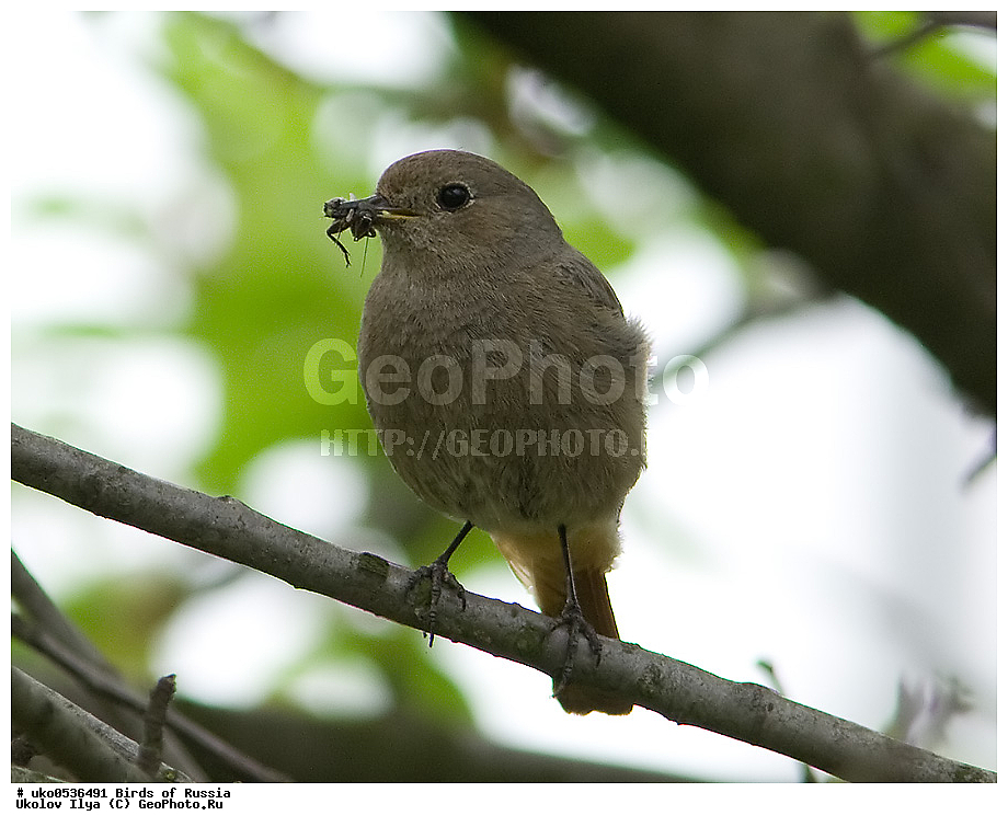 �����������, ���������� �������, ����������� ����� ������, ������, ��������, ��������, �����, �����, ��������, �����������, XYZ, ������������, Muscicapidae, �����������-��������, Phoenicurus ochruros