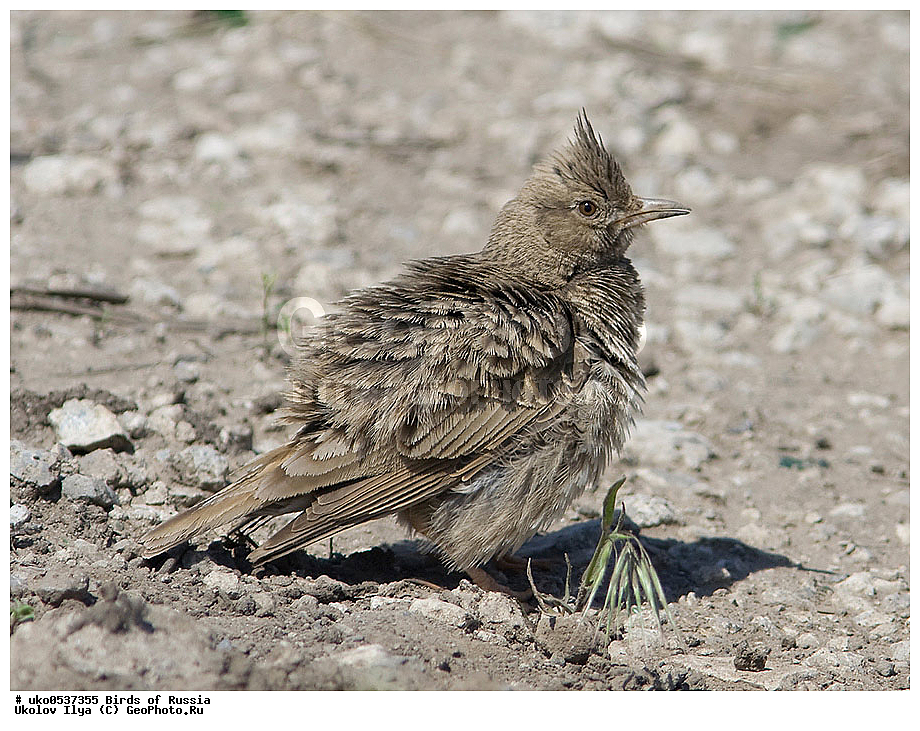 �����������, ���������� �������, ����������� ����� ������, ������, ��������, ��������, �����, �����, ��������, �����������, XYZ, ������������, Alaudidae, �������� ���������, Galerida cristata