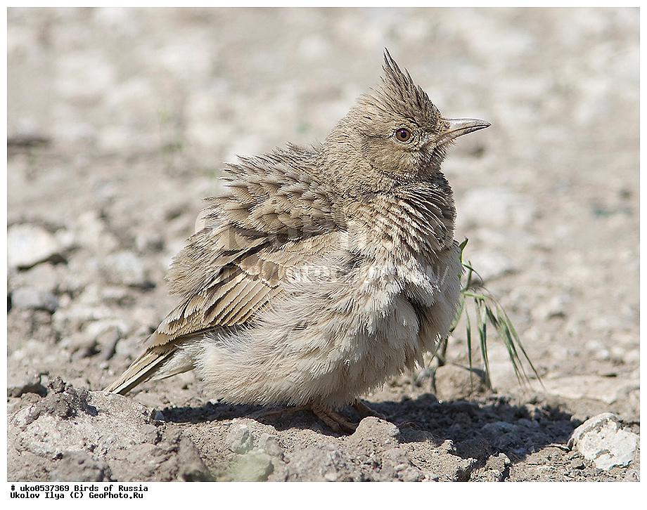 �����������, ���������� �������, ����������� ����� ������, ������, ��������, ��������, �����, �����, ��������, �����������, XYZ, ������������, Alaudidae, �������� ���������, Galerida cristata