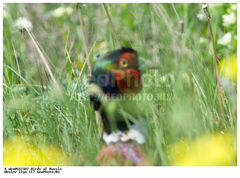 �����������, ���������� �������, ����������� ����� ������, ������, ��������, ��������, �����, �����, ��������, �����������, XYZ, ���������, Phasianidae, ������������ �����, ���������� �����, Phasianus colchicus