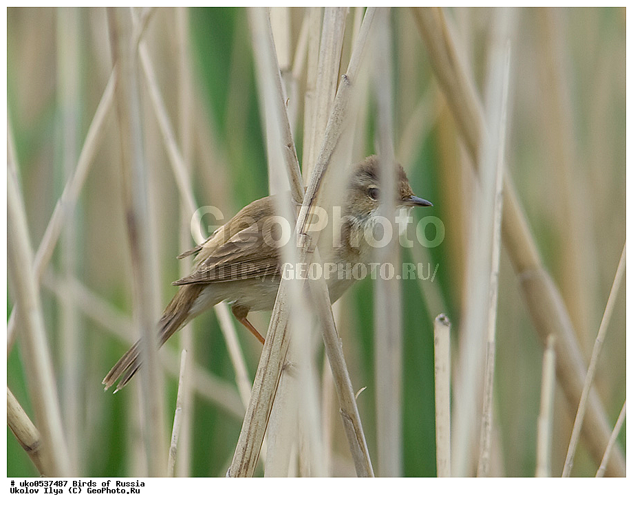 ����������� ����� ������, ������, ��������, ��������, �����, �����, ��������, �����������, XYZ, ���������, Sylviidae, ��������� ���������, Acrocephalus agricola, �����������, ���������� �������