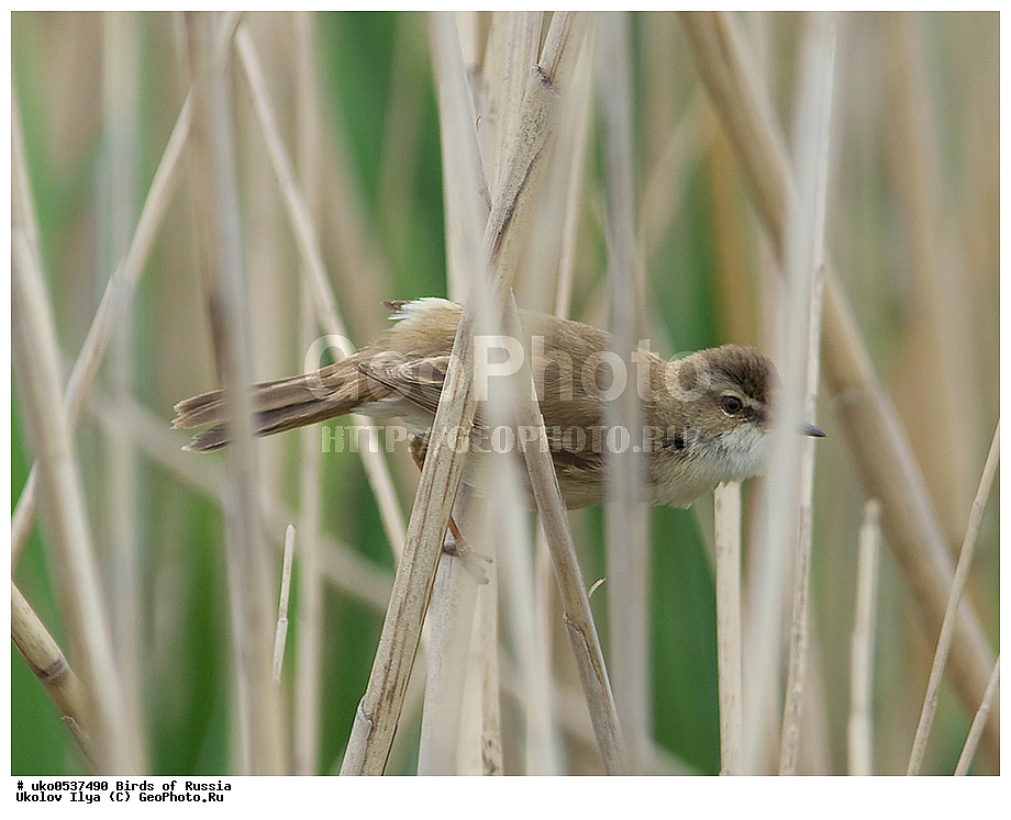 ����������� ����� ������, ������, ��������, ��������, �����, �����, ��������, �����������, XYZ, ���������, Sylviidae, ��������� ���������, Acrocephalus agricola, �����������, ���������� �������