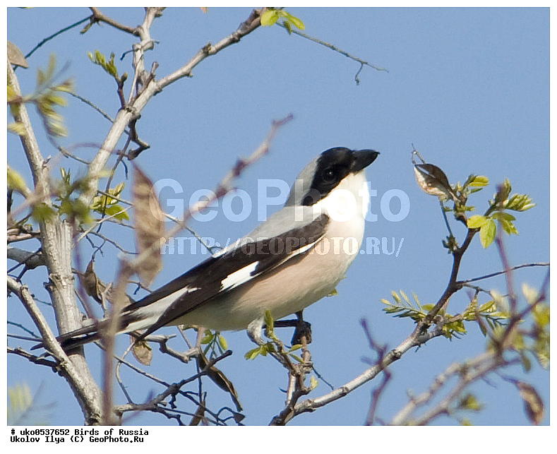 �����������, ���������� �������, ����������� ����� ������, ������, ��������, ��������, �����, �����, ��������, �����������, XYZ, �������������, Laniidae, ���������� ���������, ������� ���������, Lanius minor