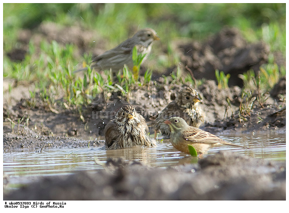 �����������, ���������� �������, ����������� ����� ������, ������, ��������, ��������, �����, �����, ��������, �����������, XYZ, ����������, Emberizidae, ��������, Miliaria calandra, Emberiza calandra