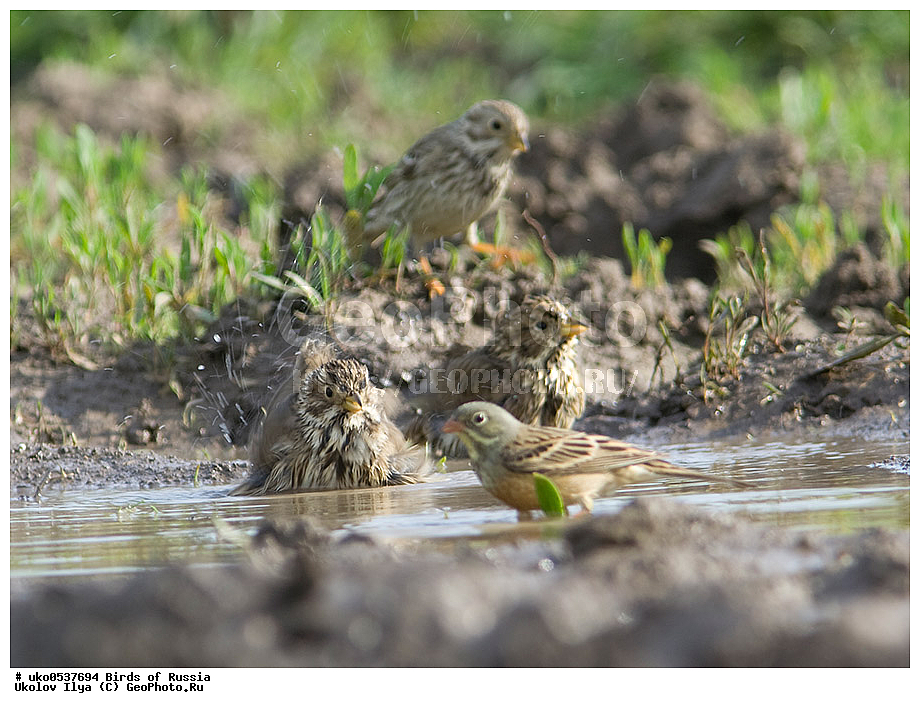 �����������, ���������� �������, ����������� ����� ������, ������, ��������, ��������, �����, �����, ��������, �����������, XYZ, ����������, Emberizidae, ��������, Miliaria calandra, Emberiza calandra