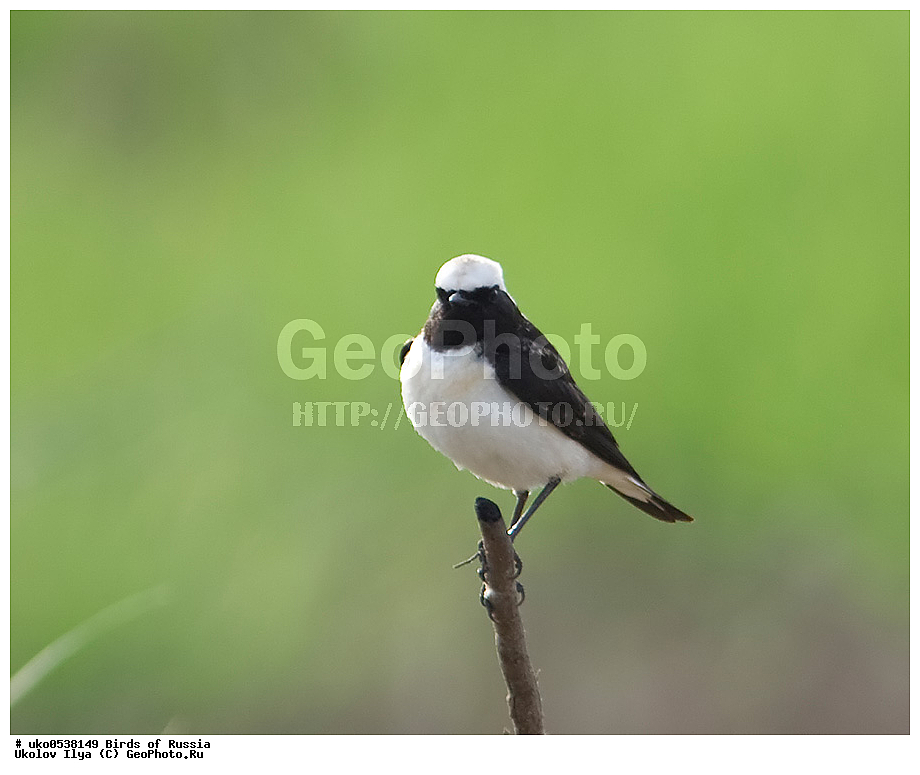 ����������� ����� ������, ������, ��������, ��������, �����, �����, ��������, �����������, XYZ, ������������, Muscicapidae, �������-��������, Oenanthe pleschanka