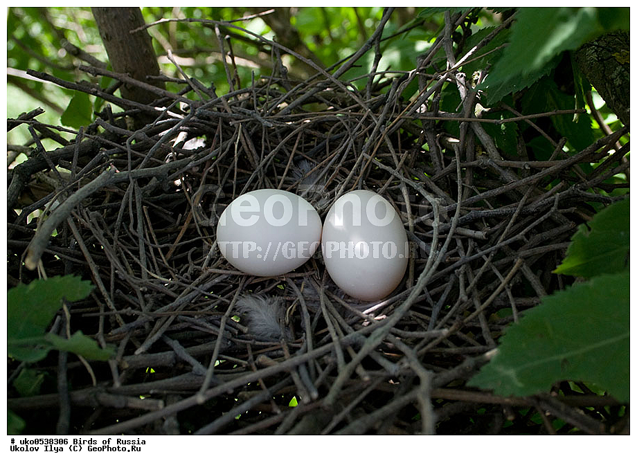 �����������, ���������� �������, ����������� ����� ������, ������, ��������, ��������, �����, �����, ��������, �����������, XYZ, ���������, Columbidae, ������, ��������, Columba palumbus