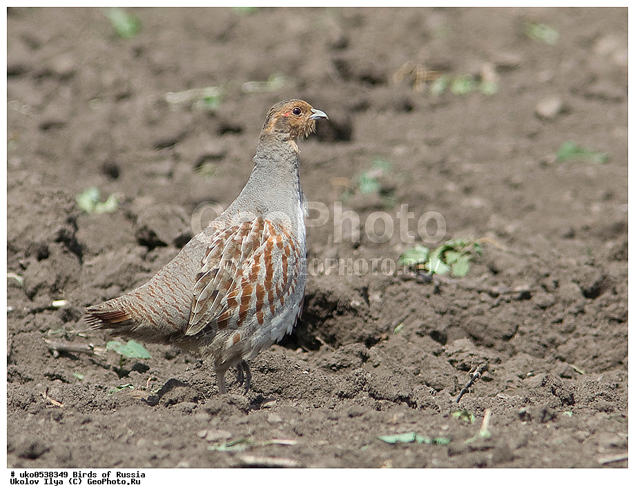 �����������, ���������� �������, ����������� ����� ������, ������, ��������, ��������, �����, �����, ��������, �����������, XYZ, ���������, Phasianidae, ����� ���������, Perdix perdix