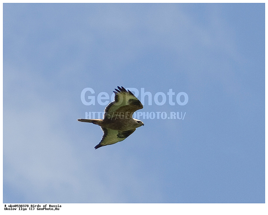 ����������� ����� ������, ������, ��������, ��������, �����, �����, ��������, �����������, ������ �����, ������ �����, XYZ, ����������, Accipitridae, ���������, Buteo rufinus