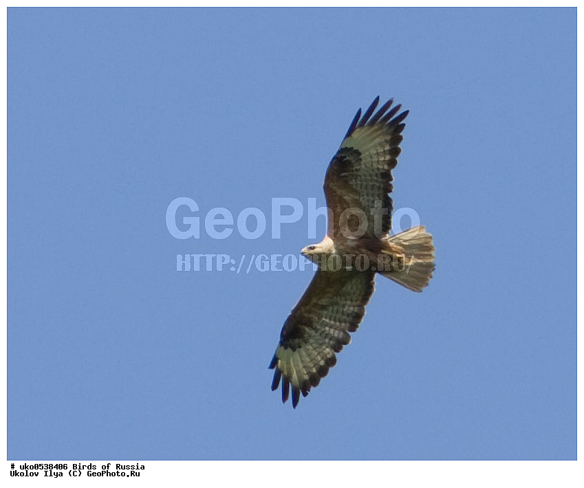 ����������� ����� ������, ������, ��������, ��������, �����, �����, ��������, �����������, ������ �����, ������ �����, XYZ, ����������, Accipitridae, ���������, Buteo rufinus