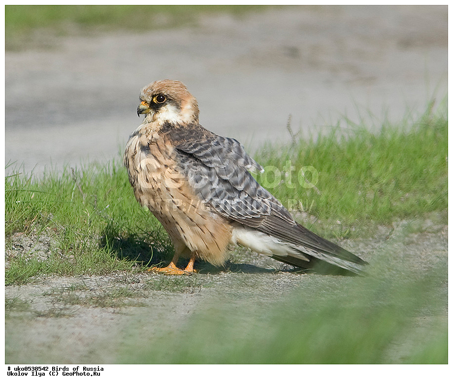 �����������, ���������� �������, ����������� ����� ������, ������, ��������, ��������, �����, �����, ��������, �����������, ������ �����, ������ �����, XYZ, ���������, Falconidae, ������, Falco vespertinus