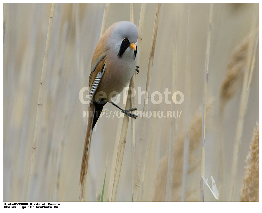 �����������, ���������� �������, ����������� ����� ������, ������, ��������, ��������, �����, �����, ��������, �����������, XYZ, ������������ ������, ���������, Paradoxornithidae, ������ ������, Panurus biarmicus