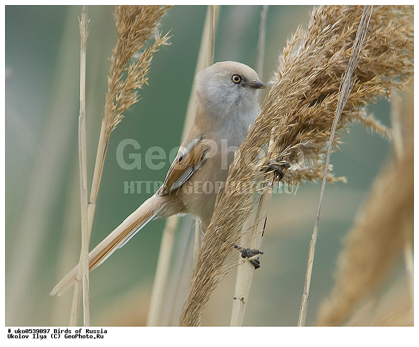 �����������, ���������� �������, ����������� ����� ������, ������, ��������, ��������, �����, �����, ��������, �����������, XYZ, ������������ ������, ���������, Paradoxornithidae, ������ ������, Panurus biarmicus