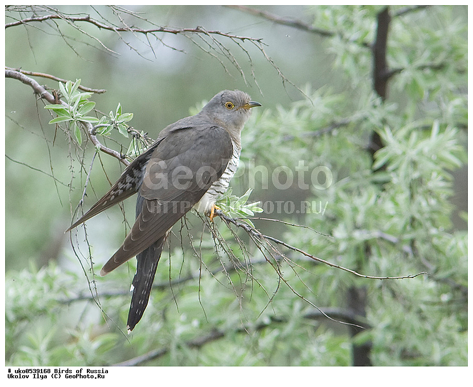 �����������, ���������� �������, ����������� ����� ������, ������, ��������, ��������, �����, �����, ��������, �����������, XYZ, ����������, Cuculidae, ������������ �������, Cuculus canorus