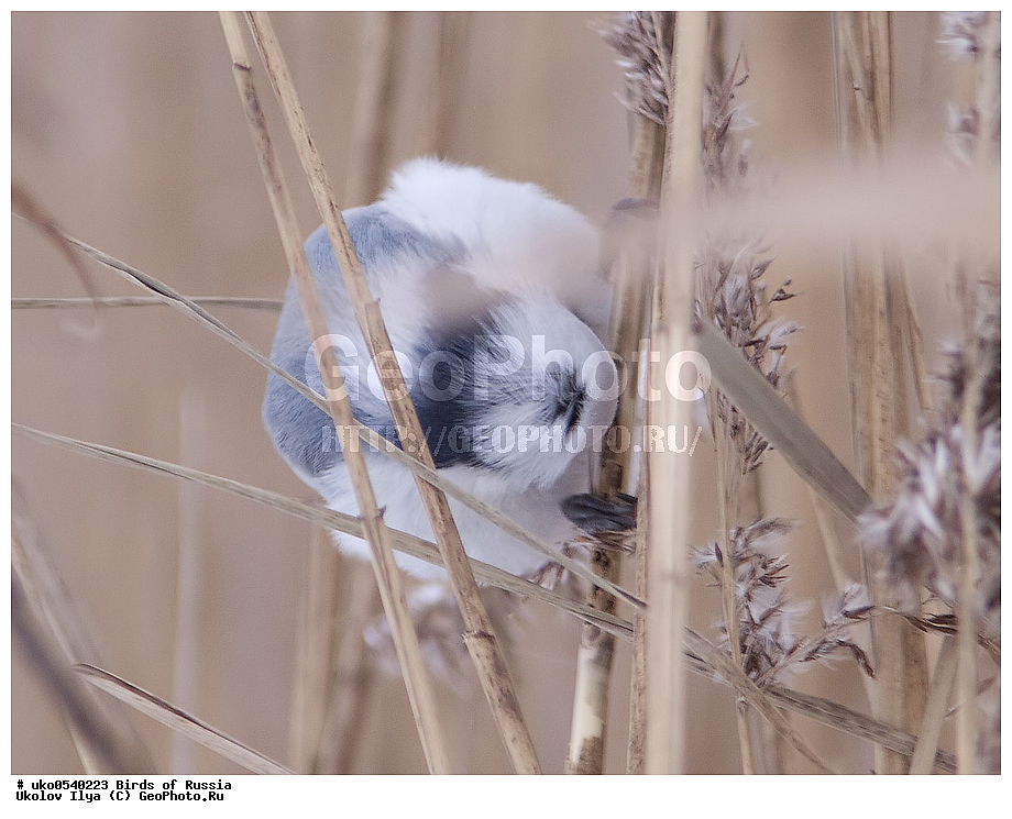 �����������, ���������� �������, ����������� ����� ������, ������, ��������, ��������, �����, �����, ��������, �����������, XYZ, ���������, Paridae, ����� ���������, �����, ������, Cyanistes cyanus, Parus cyanus