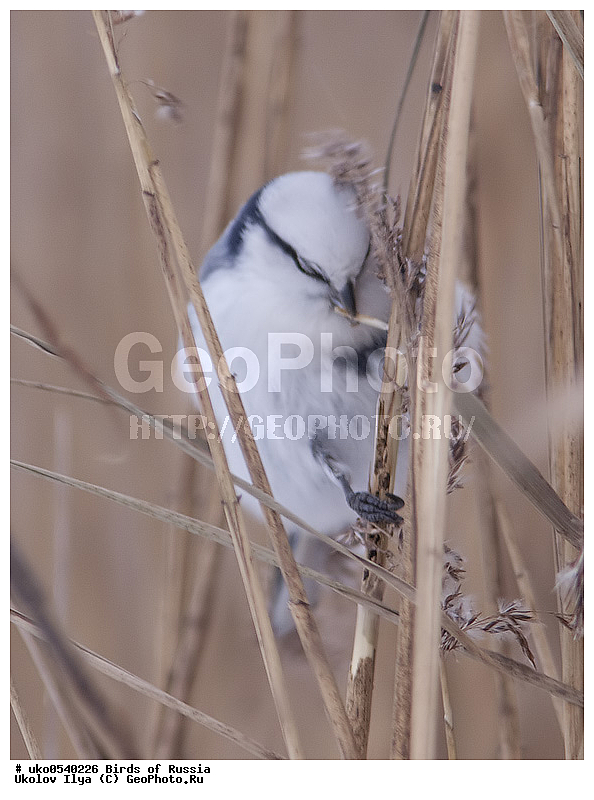 �����������, ���������� �������, ����������� ����� ������, ������, ��������, ��������, �����, �����, ��������, �����������, XYZ, ���������, Paridae, ����� ���������, �����, ������, Cyanistes cyanus, Parus cyanus