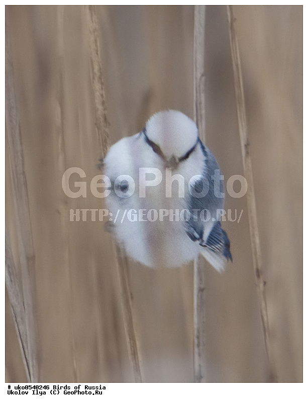 �����������, ���������� �������, ����������� ����� ������, ������, ��������, ��������, �����, �����, ��������, �����������, XYZ, ���������, Paridae, ����� ���������, �����, ������, Cyanistes cyanus, Parus cyanus