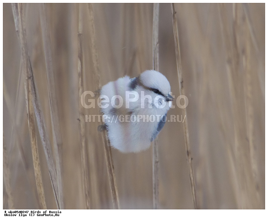 �����������, ���������� �������, ����������� ����� ������, ������, ��������, ��������, �����, �����, ��������, �����������, XYZ, ���������, Paridae, ����� ���������, �����, ������, Cyanistes cyanus, Parus cyanus