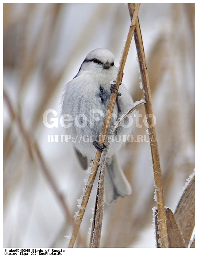 �����������, ���������� �������, ����������� ����� ������, ������, ��������, ��������, �����, �����, ��������, �����������, XYZ, ���������, Paridae, ����� ���������, �����, ������, Cyanistes cyanus, Parus cyanus