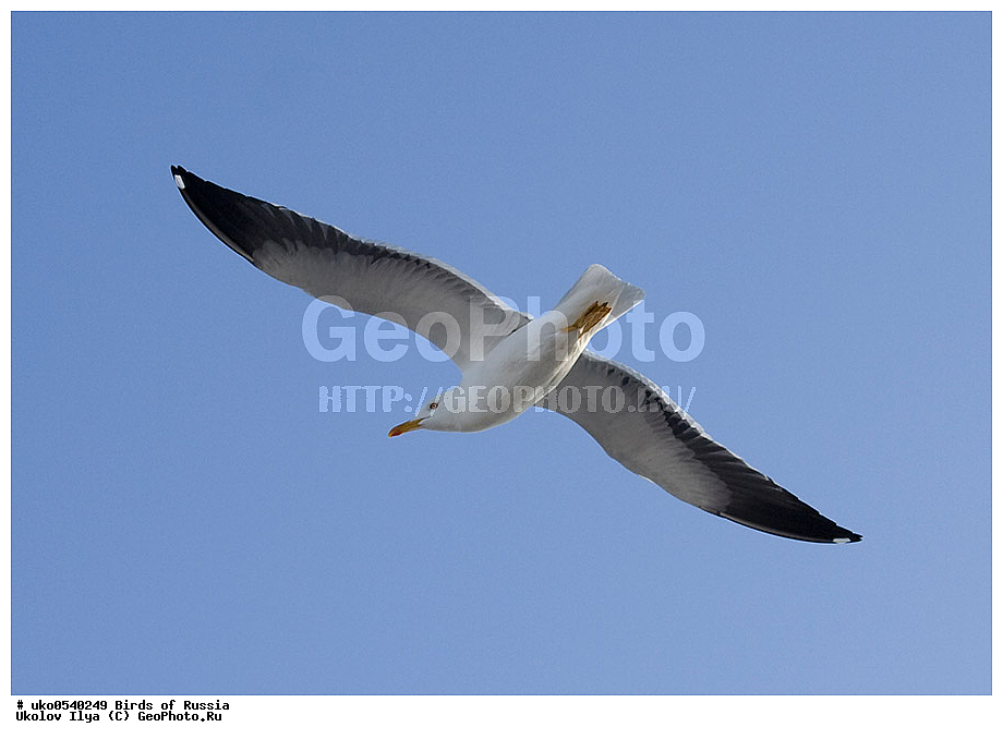 ����������� ����� ������, ������, ��������, ��������, �����, �����, ��������, �����������, ������� �����, ������� �����, XYZ, ��������, Laridae, �����, Larus fuscus