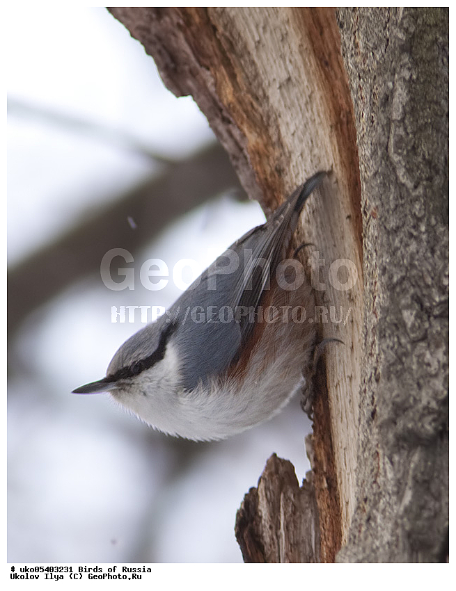 �����������, ���������� �������, ����������� ����� ������, ������, ��������, ��������, �����, �����, ��������, �����������, XYZ, �����������, Sittidae, ������������ ���������, �����, Sitta europaea