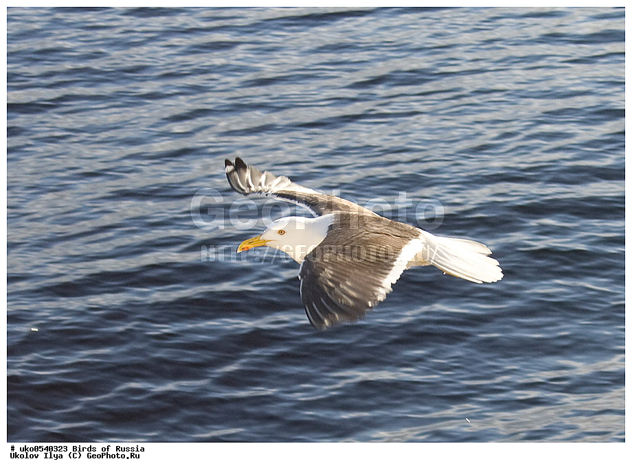 ����������� ����� ������, ������, ��������, ��������, �����, �����, ��������, �����������, ������� �����, ������� �����, XYZ, ��������, Laridae, �����, Larus fuscus